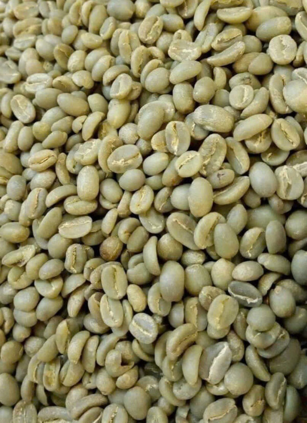 ROBUSTA G1 S16